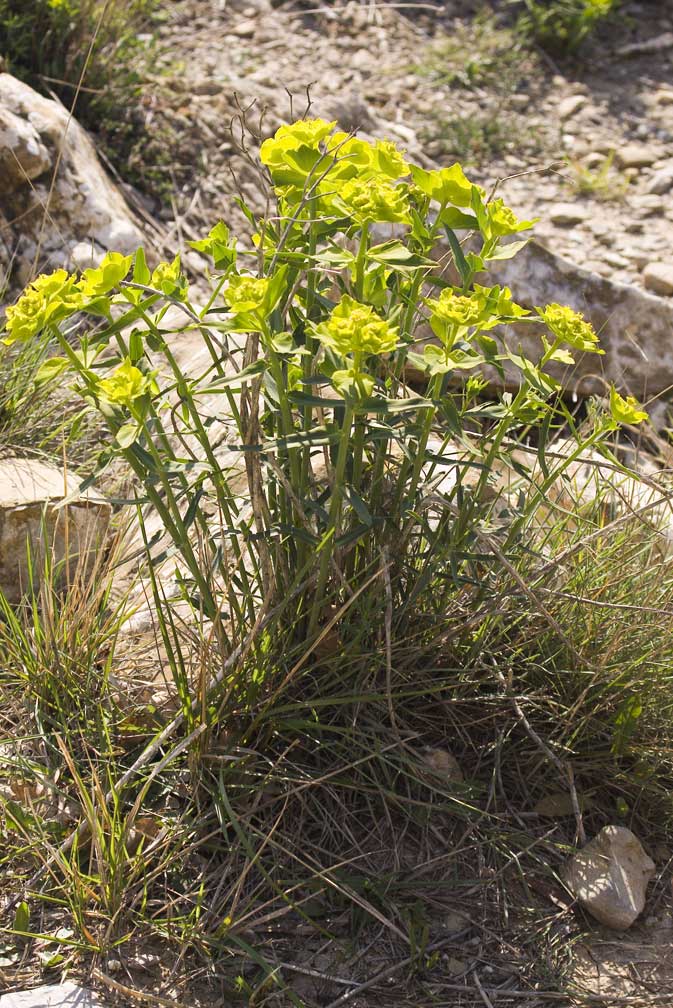 Euphorbia serrata / Euforbia dentata